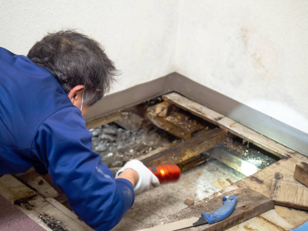Best Professional Mold Removal  in Archer Lodge, NC