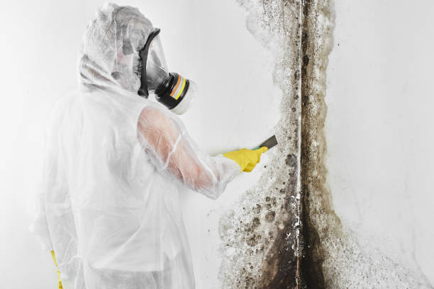 Best Local Mold Removal Service  in Archer Lodge, NC