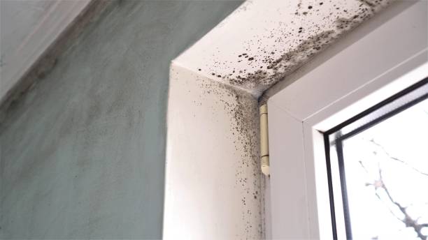 Best Certified Mold Removal  in Archer Lodge, NC