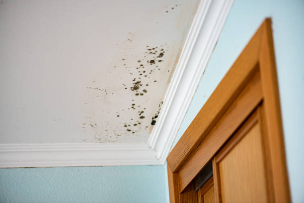 Best Office Mold Removal Services  in Archer Lodge, NC