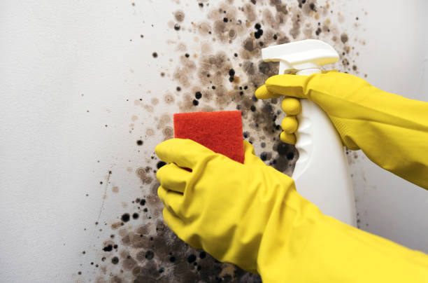 Best Toxic Mold Removal  in Archer Lodge, NC