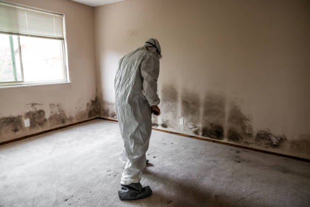 Best Mold Removal and Inspection  in Archer Lodge, NC