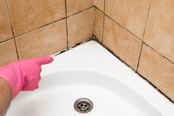 Best Same-Day Mold Removal  in Archer Lodge, NC
